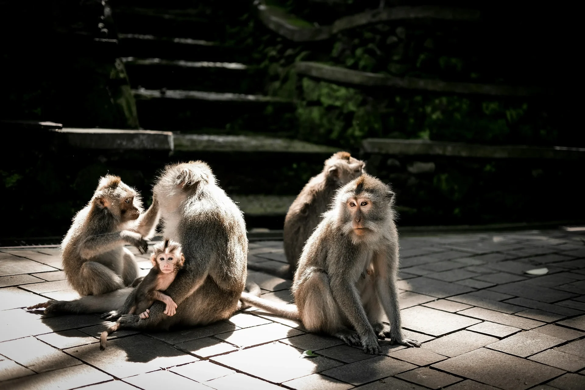 Sacred Monkey Forest Sanctuary in Ubud